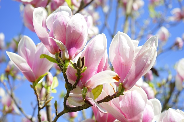 květ magnolie